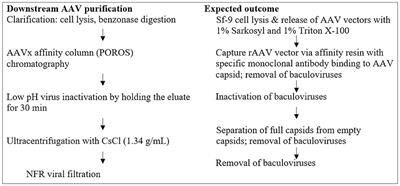 Evaluation of recombinant baculovirus clearance during rAAV production in Sf9 cells using a newly developed fluorescent-TCID50 assay